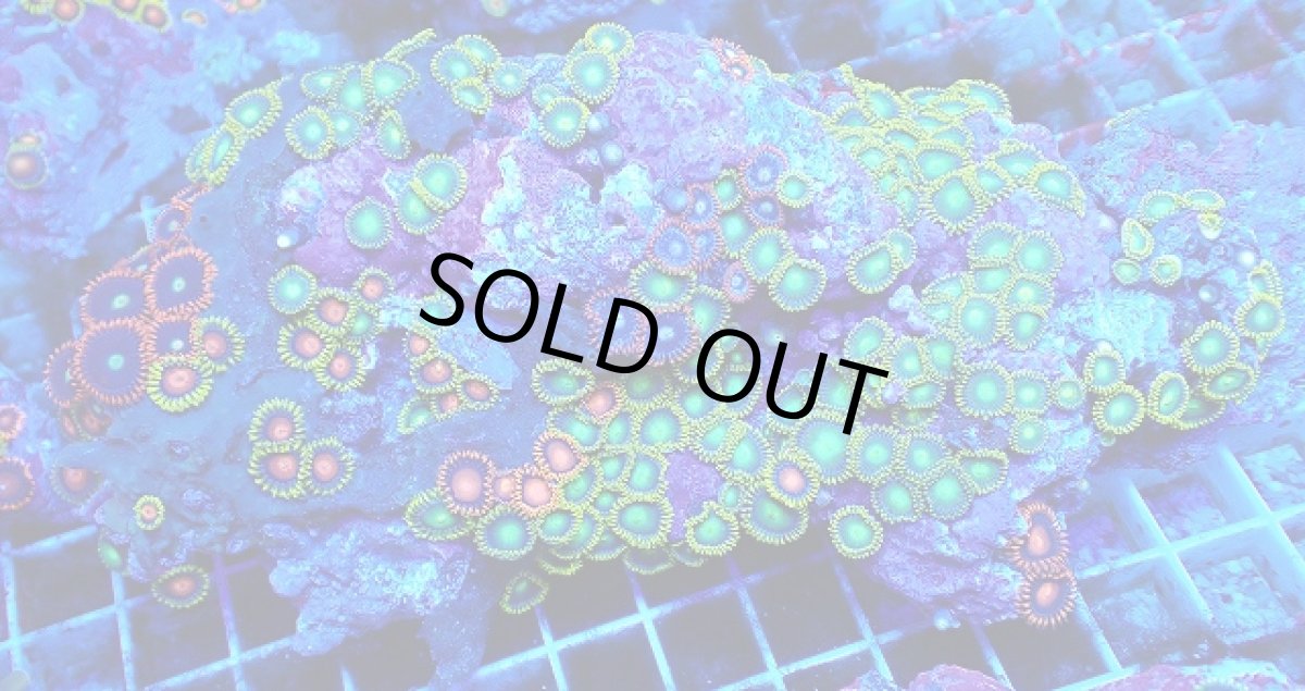 画像1: No.126 フィジー産 マメスナギンチャク マルチカラー (1)