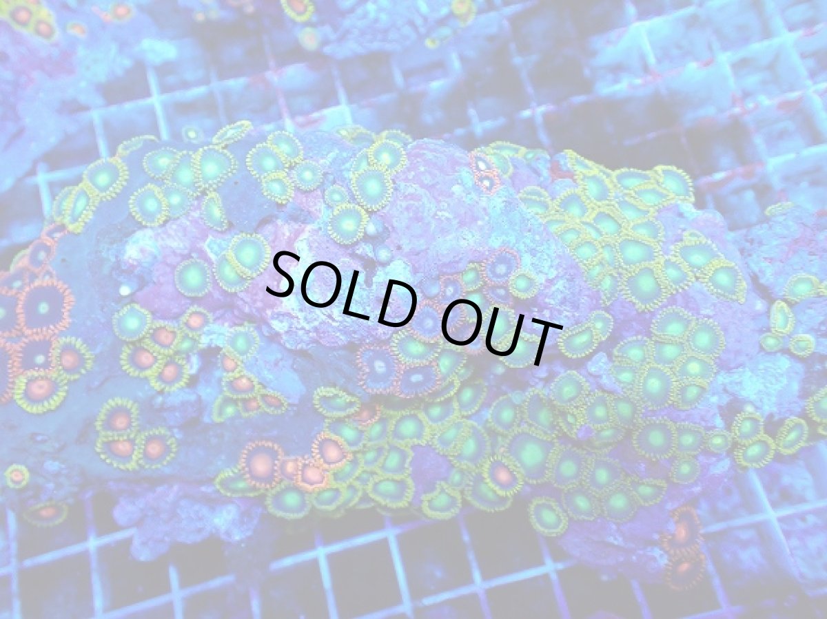 画像2: No.126 フィジー産 マメスナギンチャク マルチカラー (2)