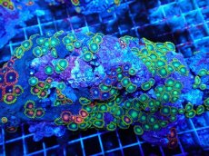 画像2: No.126 フィジー産 マメスナギンチャク マルチカラー (2)