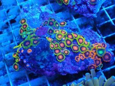 画像1: No.127 フィジー産 マメスナギンチャク マルチカラー (1)