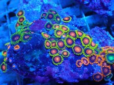 画像2: No.127 フィジー産 マメスナギンチャク マルチカラー (2)