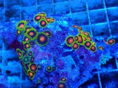 画像2: No.128 フィジー産 マメスナギンチャク マルチカラー (2)