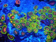 画像2: No.129 フィジー産 マメスナギンチャク マルチカラー (2)