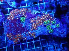 画像1: No.130 フィジー産 マメスナギンチャク マルチカラー (1)