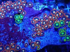 画像2: No.130 フィジー産 マメスナギンチャク マルチカラー (2)