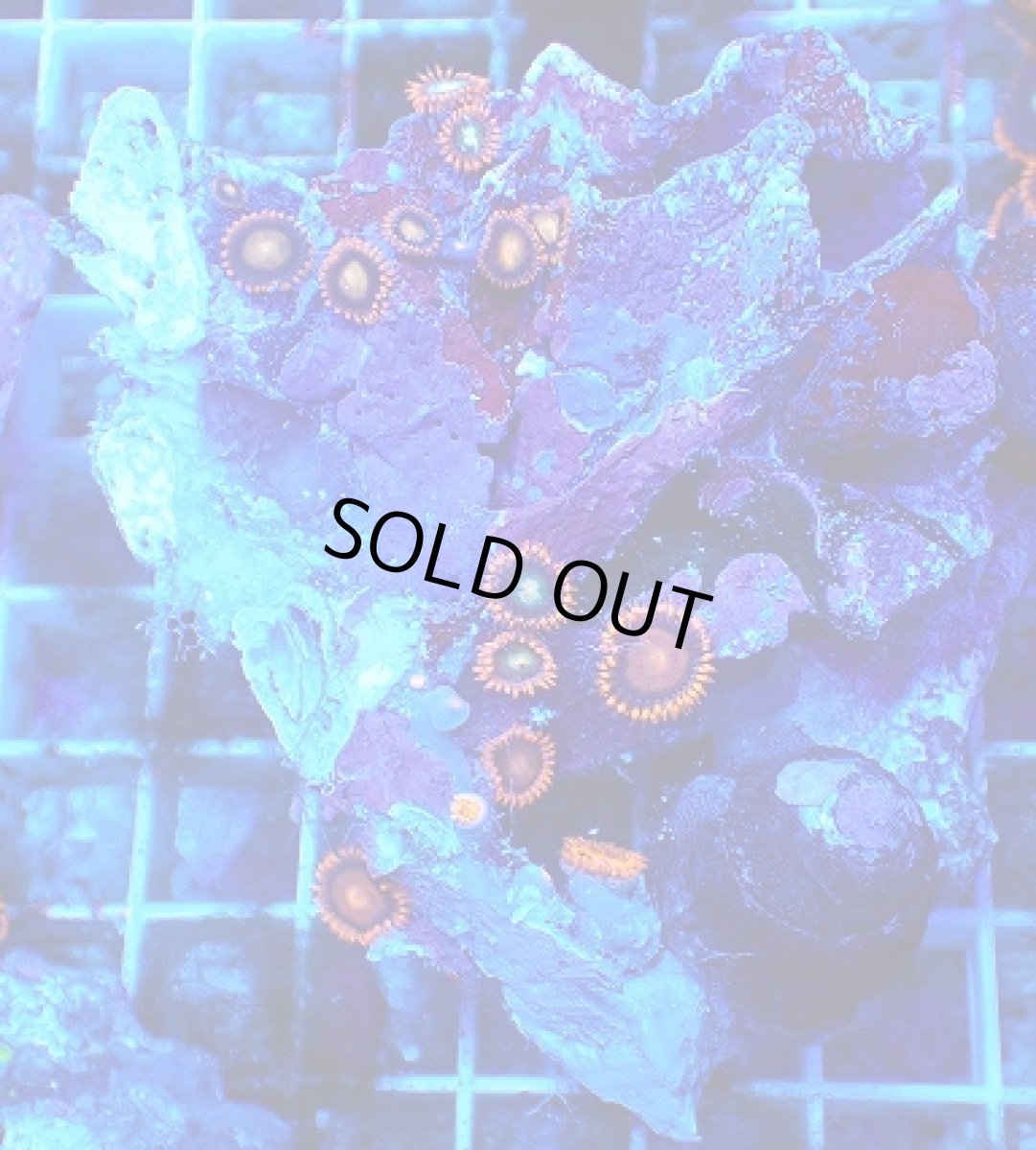 画像1: No.131 フィジー産 マメスナギンチャク マルチカラー (1)