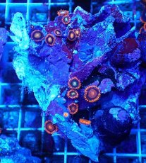 画像1: No.131 フィジー産 マメスナギンチャク マルチカラー (1)