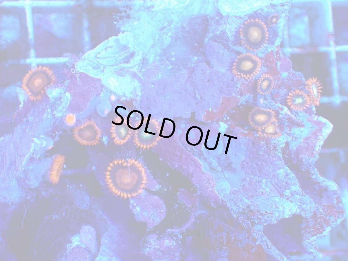 画像2: No.131 フィジー産 マメスナギンチャク マルチカラー (2)