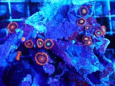 画像2: No.131 フィジー産 マメスナギンチャク マルチカラー (2)