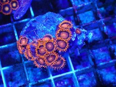 画像1: No.132 フィジー産 マメスナギンチャク レッド (1)