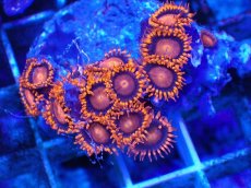 画像2: No.132 フィジー産 マメスナギンチャク レッド (2)