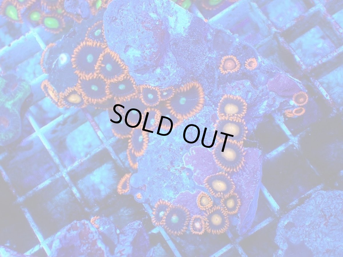 画像1: No.133 フィジー産 マメスナギンチャク マルチカラー (1)