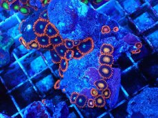 画像1: No.133 フィジー産 マメスナギンチャク マルチカラー (1)