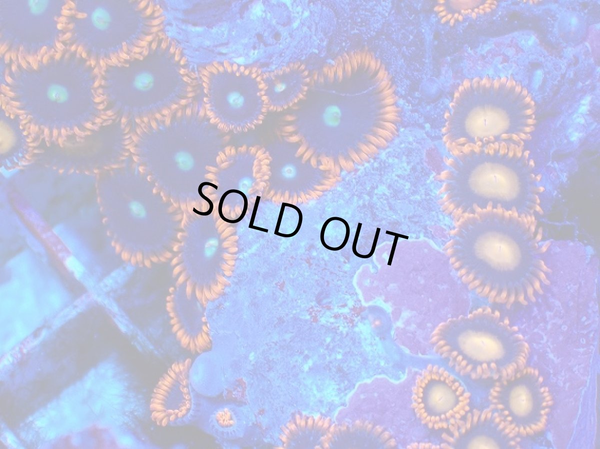 画像2: No.133 フィジー産 マメスナギンチャク マルチカラー (2)