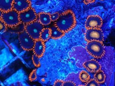 画像2: No.133 フィジー産 マメスナギンチャク マルチカラー (2)