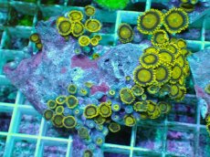 画像1: No.134 フィジー産 マメスナギンチャク ゴールドラッシュ (1)