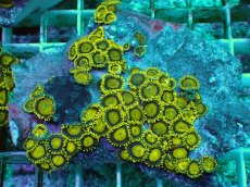 画像1: No.135 フィジー産 マメスナギンチャク ゴールドラッシュ (1)