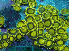 画像2: No.135 フィジー産 マメスナギンチャク ゴールドラッシュ (2)