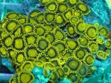 画像2: No.136 フィジー産 マメスナギンチャク ゴールドラッシュ (2)