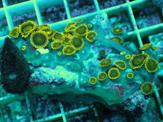 画像1: No.137 フィジー産 マメスナギンチャク ゴールドラッシュ TypeB (1)