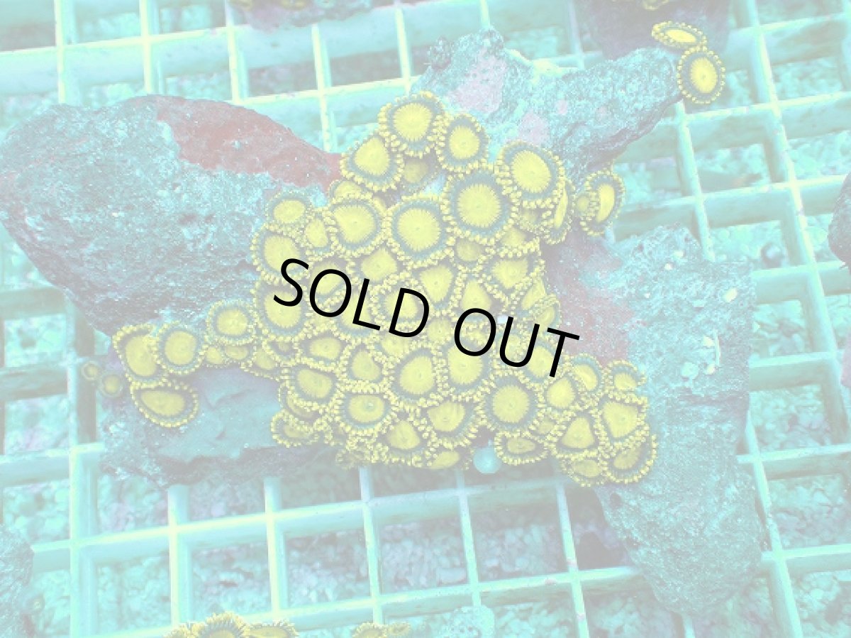 画像1: No.138 フィジー産 マメスナギンチャク ゴールドラッシュ (1)