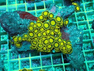 No.7 オーストラリア産 ナガレハナサンゴ 茎グリーンを買うならアクア