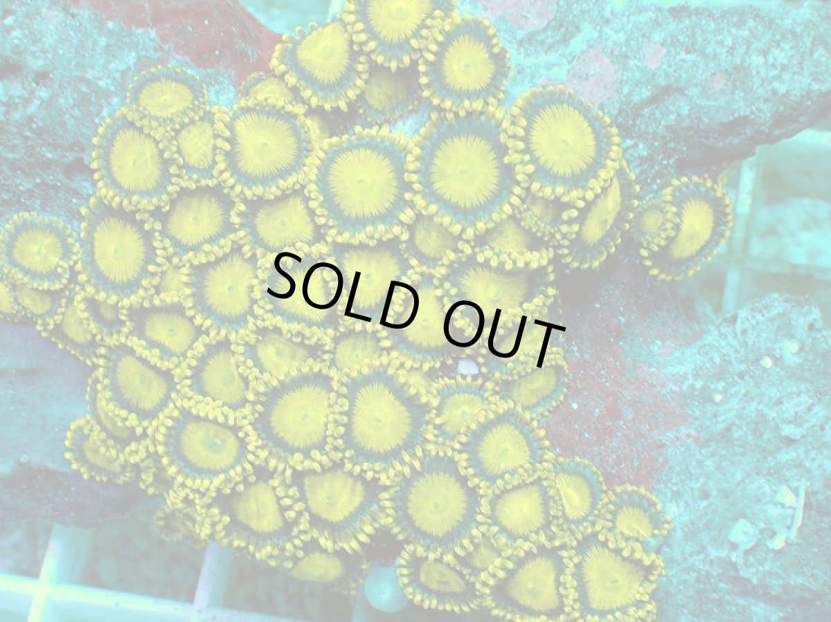 画像2: No.138 フィジー産 マメスナギンチャク ゴールドラッシュ (2)