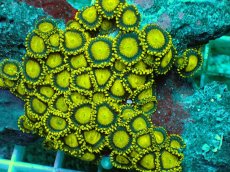 画像2: No.138 フィジー産 マメスナギンチャク ゴールドラッシュ (2)