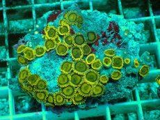 画像1: No.139 フィジー産 マメスナギンチャク ゴールドラッシュ TypeB (1)