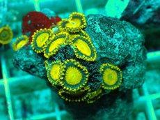 画像1: No.140 フィジー産 マメスナギンチャク ゴールドラッシュ (1)