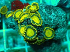 画像2: No.140 フィジー産 マメスナギンチャク ゴールドラッシュ (2)