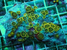 画像1: No.141 フィジー産 マメスナギンチャク ゴールドラッシュ TypeB (1)