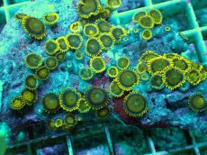 画像2: No.141 フィジー産 マメスナギンチャク ゴールドラッシュ TypeB (2)