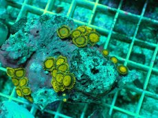 画像2: No.142 フィジー産 マメスナギンチャク ゴールドラッシュ (2)