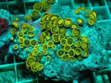 画像2: No.143 フィジー産 マメスナギンチャク ゴールドラッシュ TypeB (2)