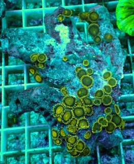 No.22 オーストラリア産 スコリミア Warpaintを買うならアクアスタイル