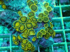 画像2: No.144 フィジー産 マメスナギンチャク ゴールドラッシュ TypeB (2)