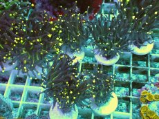 画像1: No.1 フラワーコーラル ブラック イエローチップ　一個 (1)