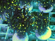 画像2: No.1 フラワーコーラル ブラック イエローチップ　一個 (2)