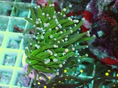 画像1: No.2 フラワーコーラル グリーン (1)