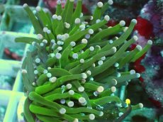 画像2: No.2 フラワーコーラル グリーン (2)