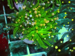 5000円までのサンゴ - AQUASTYLE YOU（アクアスタイルユー）