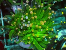 画像2: No.3 フラワーコーラル グリーン (2)