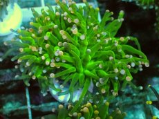 画像1: No.4 フラワーコーラル グリーン (1)