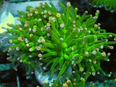 画像2: No.4 フラワーコーラル グリーン (2)