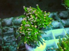 画像1: No.5 フラワーコーラル グリーン (1)