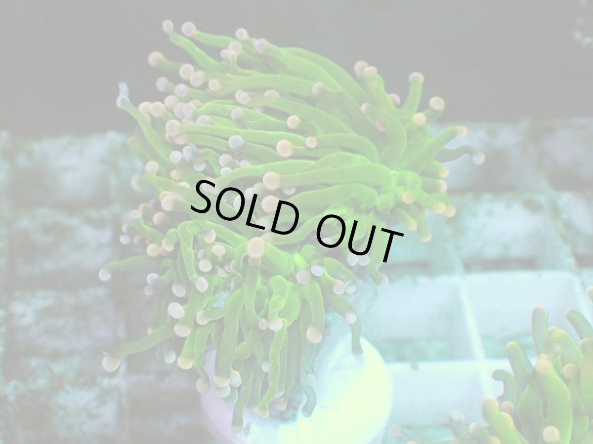 画像2: No.5 フラワーコーラル グリーン (2)