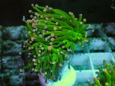 画像2: No.5 フラワーコーラル グリーン (2)