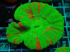 画像1: No.1 オーストラリア産 スコリミア　Bleeding Apple (1)