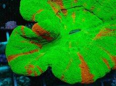 画像2: No.1 オーストラリア産 スコリミア　Bleeding Apple (2)